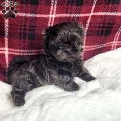 Hazel/Shih Tzu									Puppy/Female	/12 Weeks,Hazel is a very Lively and well socialized puppy. She has a beautiful blue coat plus an AKC registration and is tested with embark. Please contact us to make sweet Hazel your  very own puppy!