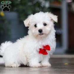 Riley/Maltese									Puppy/Male	/10 Weeks,Hi there! I’m Riley — a tiny Maltese puppy with a big, happy heart! My soft, fluffy white coat and bright button eyes make it hard for anyone to resist picking me up for cuddles. I love to bounce around, chase my toys, and show off my playful side, but I’m just as happy curling up in your lap for a cozy nap. I’m full of love, sweetness, and charm — and I can’t wait to find a forever family to share all my puppy snuggles and tail wags with!