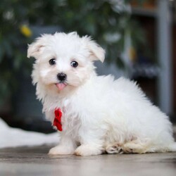 Riley/Maltese									Puppy/Male	/10 Weeks,Hi there! I’m Riley — a tiny Maltese puppy with a big, happy heart! My soft, fluffy white coat and bright button eyes make it hard for anyone to resist picking me up for cuddles. I love to bounce around, chase my toys, and show off my playful side, but I’m just as happy curling up in your lap for a cozy nap. I’m full of love, sweetness, and charm — and I can’t wait to find a forever family to share all my puppy snuggles and tail wags with!