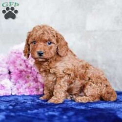 Orlando/Miniature Poodle									Puppy/Male	/September 12th, 2025,Extremely well-socialized with lots of playtime, this happy, healthy uppy is determined to bring cuddly love and joy into your home. Stop by and meet it today to allow them to steal your heart.
