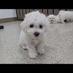 Bertha/Bichon Frise									Puppy/Female	/8 Weeks,The weather outside may be getting colder, but there’s nothing chilly about this little snowball! Little Bertha is a fluffy bundle of joy that you’ll want to snuggle with all winter long.