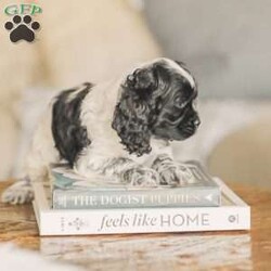 Mona/Cocker Spaniel									Puppy/Female	/8 Weeks,Meet our AKC Cocker Spaniel puppies! They are family raised and love to follow our three year old everywhere! 