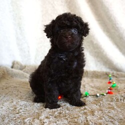 Mindy/Toy Poodle									Puppy/Female	/7 Weeks,Meet the beautiful, Mindy! She is a sweet toy poodle, waiting to find her forever family. She will be approximately 4-6lbs fully grown. She has been well socialized with other dogs, and our children. She is AKC registered, microchipped, and is up to date on shots, and wormer. You need to meet her in person to see how smart & sweet she is. Reach out today to make her yours!