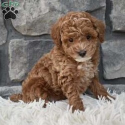 Skittles/Toy Poodle									Puppy/Male	/8 Weeks,I offer a one year health guarantee. Up to date on shots and dewormings. Skittles is well socialized and loves attention. He is great with kids and other pets. I’m looking for a loving indoor home. Shipping options are available anywhere in the US. All Sunday calls are returned on Mondays. Thanks Jon