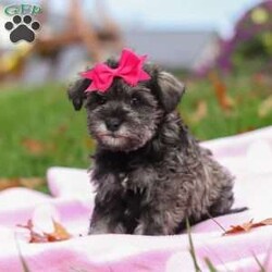 Charity/Miniature Schnauzer									Puppy/Female	/8 Weeks,Charity is a sweet little AKC Miniature Schnauzer with a big heart and an even bigger personality. Her soft, shiny coat and bright, twinkling eyes are impossible to resist, and her playful, friendly nature makes her the kind of puppy everyone falls in love with. Charity enjoys exploring new places, playing with her toys, and curling up for cozy naps — the perfect mix of energy and affection.