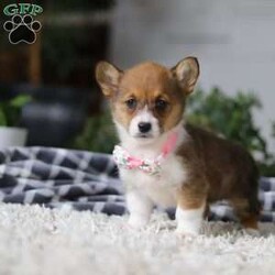 Chloe/Pembroke Welsh Corgi									Puppy/Female	/7 Weeks, With her signature short legs, fluffy coat, and perky ears, she’s the picture of Corgi cuteness. Playful, affectionate, and full of personality, she embodies everything people love about this intelligent and lively breed. After a day of fun and adventure, she’s quick to switch gears and become a cuddle expert, ready to melt your worries away with her warmth and love. Whether she’s chasing toys, exploring the outdoors, or curling up for a cozy nap, her charm is simply irresistible.