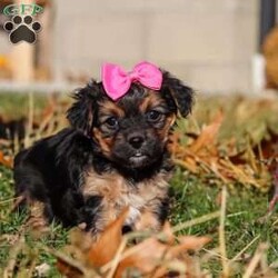 Melody/Yorkie Poo									Puppy/Female	/7 Weeks,I’m an absolutely adorable Yorkiepoo puppy with a sweet personality and more charm than my tiny body can hold. I love to bounce around, snuggle into warm laps, and brighten everyone’s day with my playful energy. My soft, fluffy coat and bright, expressive eyes make me irresistible, and I’m always ready for affection, adventures, and all the cozy cuddles you can give. I may be small, but my heart is overflowing with love—and I can’t wait to share it with my forever family!