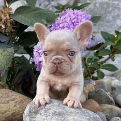 Pollie/French Bulldog									Puppy/Female	/12 Weeks,With her soft coat, captivating blue eyes, and rare newshade and tan coloring, Pollie is a French Bulldog that immediately stands out. She’s a purebred AKC registered Frenchie built with excellent structure, compact frame, and a charming, expressive face that wins everyone over. Details: Birthdate: September 5, 2025 Purebred AKC Registered Color: Newshade & Tan Blue Eyes Microchipped Up to date on all shots and dewormings Comes with a health guarantee Pollie has been raised with care in a family setting, surrounded by love and attention. She’s playful yet gentle, confident yet sweet — the perfect balance for a companion who fits seamlessly into family life. Her outstanding quality and rare color also make her a beautiful prospect for breeders seeking something special. Delivery available right to your door! Contact us today to bring Pollie home: Pollie is the total package — rare genetics, beautiful color, and a friendly personality that makes her impossible not to love.