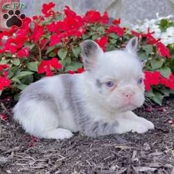 Ritsy/French Bulldog									Puppy/Female	/12 Weeks,Introducing Ritsy, a stunning purebred AKC registered blue Merle and white “husky koi” colored fluffy French Bulldog with mesmerizing blue eyes and a beautifully soft coat. Her rare pattern, compact build, and sweet face make her a true standout — she’s the kind of Frenchie that captures attention everywhere she goes. Details: Birthdate: September 3, 2025 Purebred AKC Registered Color: Blue Merle & White “Husky Koi” Blue Eyes Microchipped Up to date on all shots and dewormings Comes with a health guarantee Raised in a loving family environment, Ritsy is well socialized, playful, and affectionate. She has the perfect blend of beauty, quality, and personality — making her an excellent choice for both families and breeders seeking something special. Delivery is available right to your door! Contact us today to bring Rosa home: Ritsy is a rare beauty with the structure, color, and temperament that make her truly exceptional. Don’t miss your chance to make her part of your family!