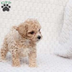 Chase/Bich-Poo									Puppy/Male	/October 4th, 2025,Chase   is 1 of 4 in his litter , he is F1 with an approximate adult weight of 6-9 poundso. 