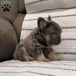 Bobby/French Bulldog									Puppy/Male	/8 Weeks,  Say hello to Bobby, a gorgeous purebred lilac & tan fluffy French Bulldog with the sweetest little face and a soft, plush coat that makes him absolutely irresistible! His color, structure, and fluffy coat make him a standout puppy with exceptional quality. Details About Bobby: • Purebred French Bulldog • Rare Lilac & Tan Fluffy coat • AKC Registered • Born: October 2, 2025 • Microchipped for safety • Vet-checked, current on vaccinations & dewormings • Comes with a full health guarantee • Raised in a loving family home and well socialized Bobby has a calm, cuddly personality and loves being held. He’s already used to people and daily handling, making him a wonderful fit for families, breeders, or anyone wanting a high-quality Frenchie companion. Ready to add Bobby to your home? Contact us today!