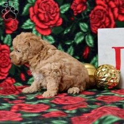 Kinsley/Morkie-Poo									Puppy/Female	/6 Weeks,This baby girl is ready to find her forever home! She is expected to be 7-8 lbs. full grown. She is being family raised with children and is very well socialized. She is up to date on all vaccines and preventive deworming. We encourage you to come meet her in person, however if you are out of the area, we offer facetime calls! If you have any questions or would like to make a deposit to place her on hold, give us a call/text or send us a message. All of our puppies go home with their proper paperwork, a 2 year genetic health guarantee, 30 free trail of Trupanion Pet Insurance, pre-paid registration that is emailed to you once you bring your puppy home, a pre-paid online K9 Master Class and microchipped. Each of our puppies also go home with some food to transition on, NuVet & treats. We do accept Ven