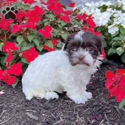 Annie/Havanese									Puppy/Female	/11 Weeks,Meet Annie – The Chocolate & White Havanese Sweetheart! Annie is a beautiful purebred AKC registered Havanese puppy with a stunning chocolate and white coat and those classic expressive eyes that melt hearts instantly! Details: • Birthdate: September 7, 2025 • Color: Chocolate & White • AKC Registered • Microchipped • Up to date on all shots & dewormings • Comes with a health guarantee Annie is family raised and well socialized, making her the perfect addition to any loving home. She’s playful, affectionate, and ready to bring joy to your family! Delivery available right to your door! Don’t wait—Annie won’t stay available for long!