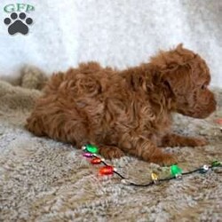 Murphy/Toy Poodle									Puppy/Male	/6 Weeks,Meet the handsome, Murphy! He is a sweet toy poodle, waiting to find his forever family. He has been well socialized with other dogs, and our children. He is AKC registered, microchipped, and is up to date on shots, and wormer. You need to meet him in person to see how smart & sweet he is. Reach out today to make him yours!