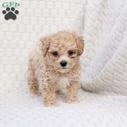Chase/Bich-Poo									Puppy/Male	/October 4th, 2025,Chase   is 1 of 4 in his litter , he is F1 with an approximate adult weight of 6-9 poundso. 