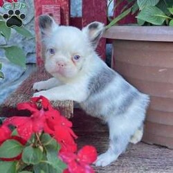 Ritsy/French Bulldog									Puppy/Female	/12 Weeks,Introducing Ritsy, a stunning purebred AKC registered blue Merle and white “husky koi” colored fluffy French Bulldog with mesmerizing blue eyes and a beautifully soft coat. Her rare pattern, compact build, and sweet face make her a true standout — she’s the kind of Frenchie that captures attention everywhere she goes. Details: Birthdate: September 3, 2025 Purebred AKC Registered Color: Blue Merle & White “Husky Koi” Blue Eyes Microchipped Up to date on all shots and dewormings Comes with a health guarantee Raised in a loving family environment, Ritsy is well socialized, playful, and affectionate. She has the perfect blend of beauty, quality, and personality — making her an excellent choice for both families and breeders seeking something special. Delivery is available right to your door! Contact us today to bring Rosa home: Ritsy is a rare beauty with the structure, color, and temperament that make her truly exceptional. Don’t miss your chance to make her part of your family!