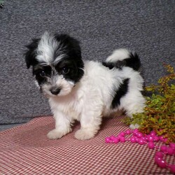Dazel/Havanese									Puppy/Female	/7 Weeks,Hi, im a Havanese puppy. I am looking forward to meeting you! I am up to date with my immunizations, my wormer medications, and I have a Micro-chip so that I can be easily identified if I ever become lost! 
