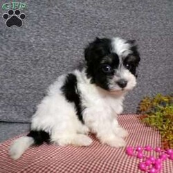 Dazel/Havanese									Puppy/Female	/7 Weeks,Hi, im a Havanese puppy. I am looking forward to meeting you! I am up to date with my immunizations, my wormer medications, and I have a Micro-chip so that I can be easily identified if I ever become lost! 