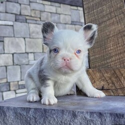 Ritsy/French Bulldog									Puppy/Female	/12 Weeks,Introducing Ritsy, a stunning purebred AKC registered blue Merle and white “husky koi” colored fluffy French Bulldog with mesmerizing blue eyes and a beautifully soft coat. Her rare pattern, compact build, and sweet face make her a true standout — she’s the kind of Frenchie that captures attention everywhere she goes. Details: Birthdate: September 3, 2025 Purebred AKC Registered Color: Blue Merle & White “Husky Koi” Blue Eyes Microchipped Up to date on all shots and dewormings Comes with a health guarantee Raised in a loving family environment, Ritsy is well socialized, playful, and affectionate. She has the perfect blend of beauty, quality, and personality — making her an excellent choice for both families and breeders seeking something special. Delivery is available right to your door! Contact us today to bring Rosa home: Ritsy is a rare beauty with the structure, color, and temperament that make her truly exceptional. Don’t miss your chance to make her part of your family!