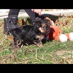 Melody/Yorkie Poo									Puppy/Female	/7 Weeks,I’m an absolutely adorable Yorkiepoo puppy with a sweet personality and more charm than my tiny body can hold. I love to bounce around, snuggle into warm laps, and brighten everyone’s day with my playful energy. My soft, fluffy coat and bright, expressive eyes make me irresistible, and I’m always ready for affection, adventures, and all the cozy cuddles you can give. I may be small, but my heart is overflowing with love—and I can’t wait to share it with my forever family!
