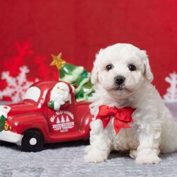 Frosty/Bichon Frise									Puppy/Male	/9 Weeks,Meet sweet little Frosty! A purebred Bichon Frise boy that will fill your home and heart with love. He’s active, playful, and loves both adults and children. He was born on October 18 to Mom Leia and Dad Zuri. Mom weighs 12 lbs and Dad weighs 14 lbs so we expect Frosty to weigh approximately 12 and 14 lbs full grown. Both parents are AKC registered. Frosty is up to date on all his vaccines and dewormer to keep him happy and healthy! A 30 day health guarantee is provided for Frosty. A small bag of food along with his paperwork, and a few essentials will be sent along with Frosty to his new home. If you would like to put a deposit on him or come see him in person or have any questions about him feel free to call or text… and we’ll be happy to help you out! Delivery to your home is available for an additional fee.