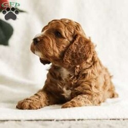 Duke/Cockapoo									Puppy/Male	/12 Weeks,Duke – leader, commander, of high ranking nobility. This young man wears his name well. His dark red complexion adds to his air of nobility. He is inquisitive, friendly and leads the pack. He is vet checked, up to date in shots, has a health guarantee and is ready for his new realm just in time for Christmas.