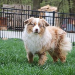 Abby/Miniature Australian Shepherd									Puppy/Female	/8 Weeks,Meet Abby! An irresistibly sweet and adorable AKC Miniature Australian Shepherd puppy. With a coat as soft as a cloud and eyes that sparkle with curiosity, she is sure to steal the spotlight wherever she may go.  Mini Aussies are known for their intelligence, playful energy and friendly nature, making them a favorite for families and individuals alike. They form strong bonds to their people and they thrive on love and attention. Whether you’re hiking a trail or relaxing at home, she will bring a spark of fun and companionship that’s hard to match. Loyal, bright, and endlessly affectionate, she’s not just a pet—she’s a best friend in the making. This beautiful girl will follow your lead and join you on countless adventures!