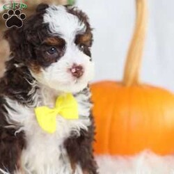 Flax/Mini Bernedoodle									Puppy/Male	/25 Weeks,Flax is a chocolate-coated micro Bernedoodle with a personality as rich and inviting as his fur. Curious, playful, and affectionate, Flax brings energy and warmth to every room he enters. His soft, hypoallergenic coat makes cuddles cozy and safe, perfect for snuggling after a busy day of play.