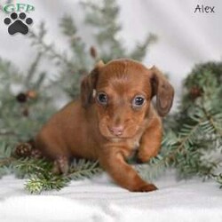 Alex/Dachshund									Puppy/Male	/6 Weeks,Our Mini Dachshund puppies are adorable, playful, and full of charm—everything you could want in a sweet little companion. These precious pups are currently looking for loving homes where they can continue to grow, explore, and share their affectionate personalities. Family raised with lots of attention and care, they are well-socialized with children, adults, and the everyday sounds of home life. This early foundation helps them become confident, friendly, and well-adjusted puppies who adapt easily to their new families.