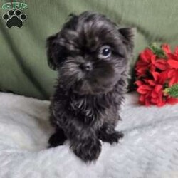 Hazel/Shih Tzu									Puppy/Female	/12 Weeks,Hazel is a very Lively and well socialized puppy. She has a beautiful blue coat plus an AKC registration and is tested with embark. Please contact us to make sweet Hazel your  very own puppy!