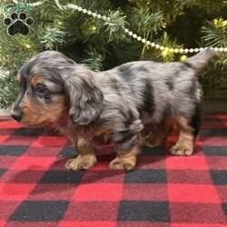Lucas/Dachshund									Puppy/Male	/6 Weeks,We are excited for you to meet Lucas! This most adorable long haired mini dachshund puppy. All our puppies come with Full 