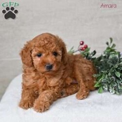 Amara/Miniature Poodle									Puppy/Female	/6 Weeks,Our Mini Poodle puppies are bright, affectionate, and full of cheerful personality—everything you could want in a loving companion. These sweet little pups are currently looking for loving homes where they can continue to grow, learn, and share their playful, loyal nature. Raised right in our family setting, they enjoy daily interaction and plenty of social experiences. This early socialization helps them become confident, friendly, and well-adjusted, making their transition into their new homes smooth and enjoyable.