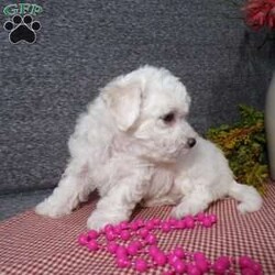 Angel/Bichon Frise									Puppy/Female	/6 Weeks,Hi, im a Bishon puppy. I am looking forward to meeting you! I am up to date with my immunizations, my wormer medications, and I have a Micro-chip so that I can be easily identified if I ever become lost! 