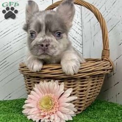 Charlotte/French Bulldog									Puppy/Female	/10 Weeks,  Meet Charlotte — A Stunning Lilac Merle Fluffy French Bulldog Princess! Introducing Charlotte, a gorgeous purebred AKC Fluffy French Bulldog with a luxurious lilac merle coat that’s soft, silky, and beautifully patterned. Her gentle expression and rare blue-green eyes give her an unforgettable, elegant look that stands out the moment you see her. Charlotte’s personality is just as sweet as her appearance. Raised in a loving family environment, she enjoys being held, cuddled, and interacting with people. Her calm, friendly nature makes her an excellent match for families or anyone hoping for a devoted companion with top-quality genetics and stunning color. Charlotte’s Info: • Breed: Purebred Fluffy French Bulldog • Color: Lilac Merle • Eyes: Blue-Green • Birthdate: October 22, 2025 • Registration: AKC Registered • Health: Up to date on shots & dewormings • Bonus: Microchipped   Health Guarantee • Raised: Family socialized Charlotte is a rare find — a fluffy-coated Frenchie with breathtaking coloring, soft features, and a lovable temperament. She’s ready to bring joy, beauty, and snuggles to her new home. Delivery available right to your door! Call or text to make Charlotte yours