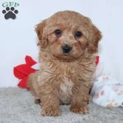 Irvin/Mini Goldendoodle									Puppy/Male	/9 Weeks,Meet Irvin! A gorgeous Miniature Goldendoodle puppy. Irvin has a sweet personality & the softest coat! He loves to play and get all the attention you can give him. He was born and raised with the Mast family. 