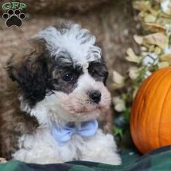 Flops/Teddy Bear									Puppy/Male	/12 Weeks,Flops is a teddy bear puppy with a gorgeous brown coat and white and black markings that give him a soft, teddy-like appearance. True to his name, Flops is full of energy and charm, always ready to play, explore, and make new friends.