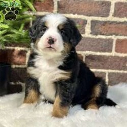 Bruno/Bernese Mountain Dog									Puppy/Male	/7 Weeks,Meet Bruno, your real live stocking stuffer;)he’s such a fluffy, sweet cuddle bug! Has an amazing temperament, Loves to play with the kids, but is pretty chill and cuddly as well making him the best Christmas gift anyone could ask for! 
