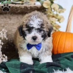Franky/Teddy Bear									Puppy/Male	/12 Weeks,Franky’s light brown coat, accented by white chest markings and subtle black highlights, mirrors his playful and affectionate personality. This mini teddy bear puppy is full of charm, curiosity, and energy, always ready for a game or an exploration.