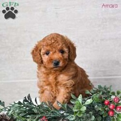 Amara/Miniature Poodle									Puppy/Female	/6 Weeks,Our Mini Poodle puppies are bright, affectionate, and full of cheerful personality—everything you could want in a loving companion. These sweet little pups are currently looking for loving homes where they can continue to grow, learn, and share their playful, loyal nature. Raised right in our family setting, they enjoy daily interaction and plenty of social experiences. This early socialization helps them become confident, friendly, and well-adjusted, making their transition into their new homes smooth and enjoyable.