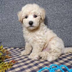 Tator/Bich-Poo									Puppy/Male	/7 Weeks,Hi, im a Bish-poo puppy. I am looking forward to meeting you! I am up to date with my immunizations, my wormer medications, and I have a Micro-chip so that I can be easily identified if I ever become lost! 