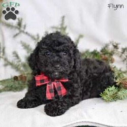 Flynn/Miniature Poodle									Puppy/Male	/10 Weeks,Our Mini Poodle puppies are intelligent, affectionate, and full of cheerful energy—everything you could hope for in a loving family companion. These sweet little pups are currently looking for loving homes where they can continue to grow and share their gentle, playful personalities. Raised in a caring family environment, they are well-socialized with children and other pets, helping them develop into confident, friendly, and well-mannered dogs.