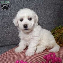 Angel/Bichon Frise									Puppy/Female	/6 Weeks,Hi, im a Bishon puppy. I am looking forward to meeting you! I am up to date with my immunizations, my wormer medications, and I have a Micro-chip so that I can be easily identified if I ever become lost! 