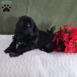 Herbie/Shih Tzu									Puppy/Male	/7 Weeks,Herbie is a very active and well-socialized puppy. He loves to play with children and is always the life of the litter. He comes with an AKC registration. His parents are approximately  10 to 14 #. Please contact us to make sweet Herbie your very own puppy!