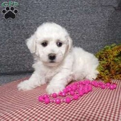 Angel/Bichon Frise									Puppy/Female	/6 Weeks,Hi, im a Bishon puppy. I am looking forward to meeting you! I am up to date with my immunizations, my wormer medications, and I have a Micro-chip so that I can be easily identified if I ever become lost! 