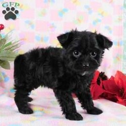 Marcella/Yorkie Poo									Puppy/Female	/9 Weeks,Meet your new BFF, Marchelle! This adorable Yorkie-Poo puppy is vet checked & up to date on shots & wormer, plus comes with a health guarantee provided by the breeder! Marcella is well socialized & currently being family raised with children!