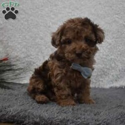 Garfield/Toy Poodle									Puppy/Male	/8 Weeks,Hi my name is Garfield!  I’m a sweet,outgoing playful puppy who looking for my furever home so please pick me for your furever companion. 