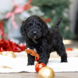 Benson/Cockapoo									Puppy/Male	/6 Weeks,Meet the most adorable Cockapoo named Benson! This handsome boy is the definition of  sweet and lovable—always ready to greet people with tail wags and snuggles. He has a playful side too, especially when there’s a toy involved or a new spot to explore. With his soft, wavy coat and warm eyes, he knows exactly how to melt hearts. Whether it’s joining in on adventures or curling up for a cozy nap, this little one may just be the perfect little sidekick for your family!
