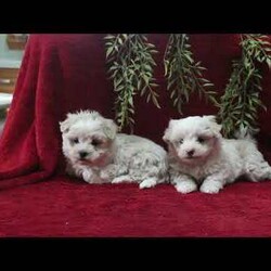 Elmo/Teddy Bear									Puppy/Male	/October 24th, 2025,Meet your new BFF, Elmo! This bubbly Shichon puppy is vet checked & up to date on shots & wormer, plus comes with a health guarantee provided by the breeder! Elmo is well socialized & currently being family raised with children!