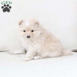 Annie/Pomeranian									Puppy/Female	/November 5th, 2025,Annie is an only puppy in her litter . she is smart with an approximate adult weight 4 to 5 pounds , she is in-home raised and trained to use pee pads . She is well loves amd soo incredibly sweet . 