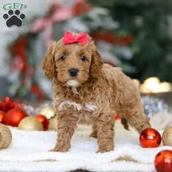 Beverly/Cockapoo									Puppy/Female	/7 Weeks,Introducing an adorable Cockapoo named Beverly! This darling girl is the definition of  sweet and lovable—always ready to greet people with tail wags and snuggles. She has a playful side too, especially when there’s a toy involved or a new spot to explore. With her soft, wavy coat and warm eyes, she knows exactly how to melt hearts. Whether it’s joining in on adventures or curling up for a cozy nap, this little one may just be the perfect little sidekick for your family!